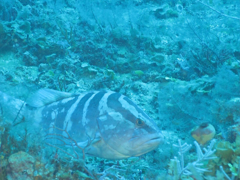 The Nassau grouper (Epinephelus striatus) was historically important to U.S. and Caribbean commercial fisheries, but has been endangered by overfishing. We saw this species at multiple sites along the southern coast of Cuba.