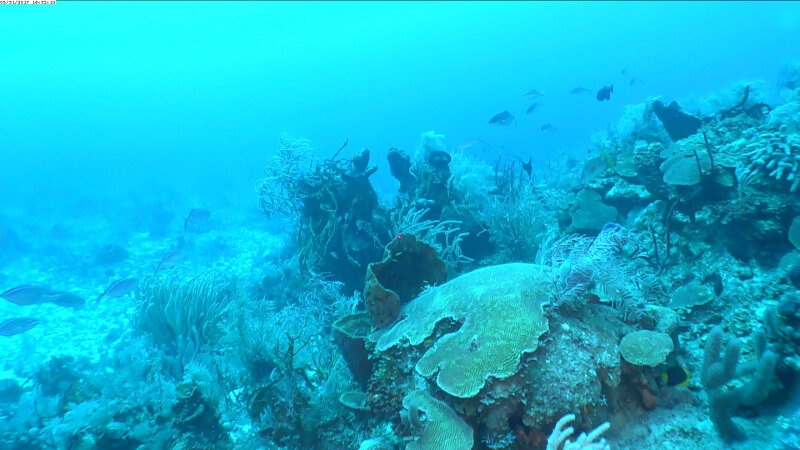 Silvertown Bank, a plateau similar to San Antonio Bank that we visited in Leg 1, had a high diversity and abundance of fishes in the upper mesophotic zone than at other sites we visited along the southern coast of Cuba.