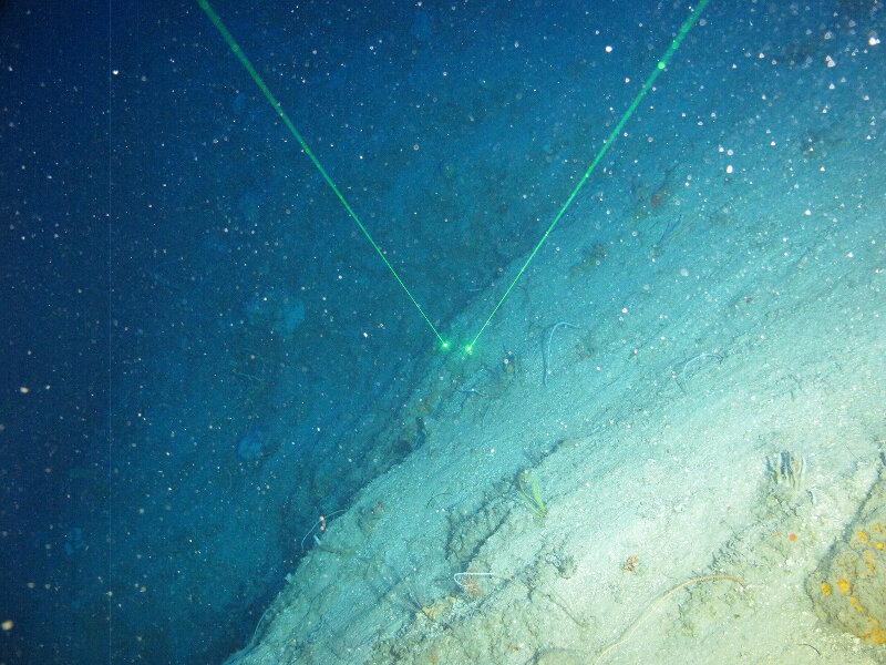 Unlike the steep walls that we had seen at most previous sites, there was a gentle slope (30-45º) at most of our dive sites along the southeastern coast.