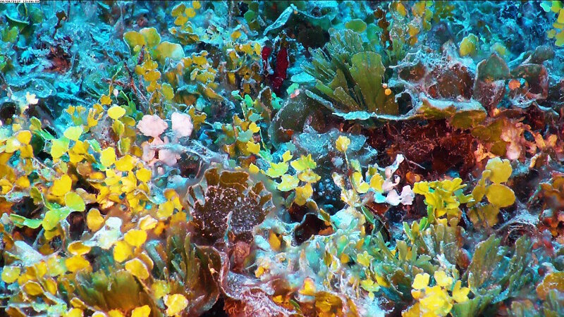 Calcified green algae are important to the biogeochemical cycles of coral reefs. In this garden of algae, we saw three species of Halimeda, as well as Udotea and Rhipocephalus.