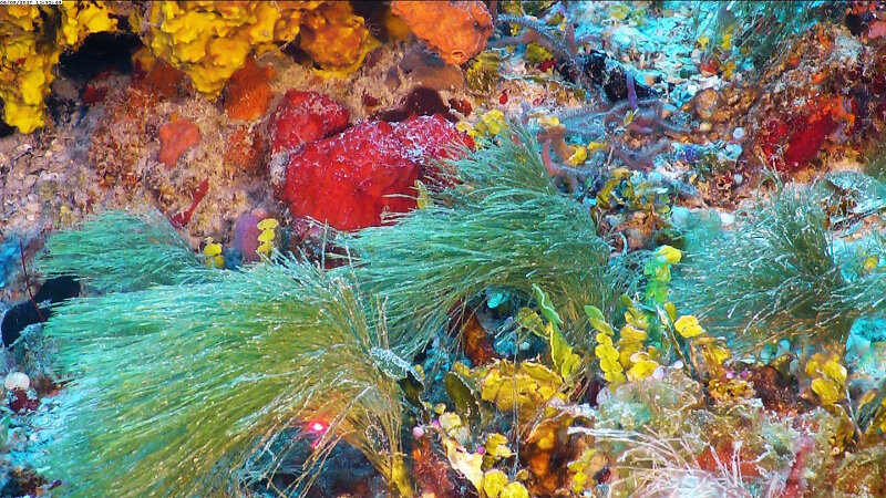 El alga verde Penicillus dumetosus es una importante calcificadora y productora de sedimentos finos. Reportada anteriormente con un rango de profundidad muy bajo en Cuba, encontramos esta especie a profundidades de hasta 53 metros