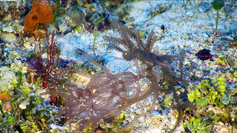 Encontramos esta hermosa alga roja (Chrysymenia enteromorpha) desde explanadas de arena hasta profundidades de 62 metros