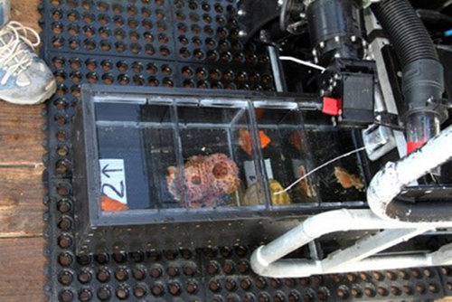 Figure 3. The bio box with dividers and full of sponges.