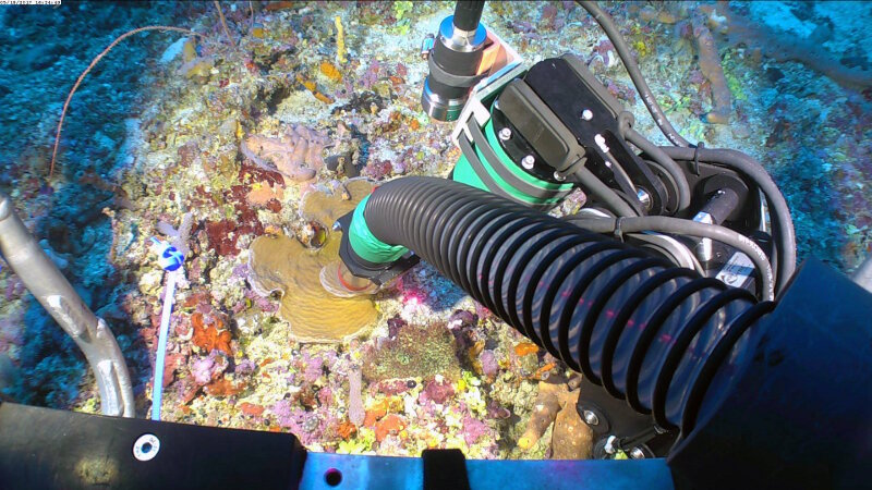 The team is using the Mohawk ROV to collect coral samples to determine the connectivity of populations in Cuban waters with those in U.S. and Carribean.