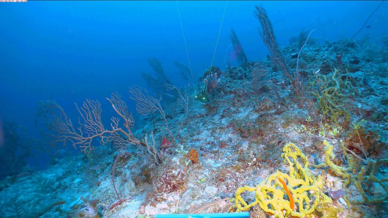 Much of the sites observed so far have been dominated by sponges, such as those in the foreground, which makes team sponge quite happy!