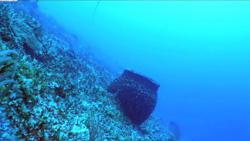 Las esponjas barril gigantes (Xestospongia muta) son comunes en el area superior mesofótica del Banco de San Antonio.