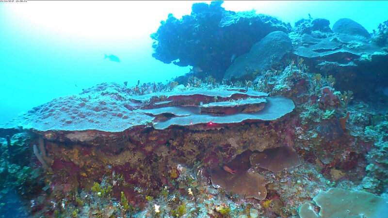 Enormes y saludables placas de coral (alrededor de 1 metro de ancho) se encuentran en los 75 metros de profundidad del Banco de San Antonio.