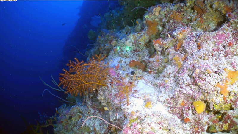 Gorgonians such as Swiftia sp. (orange sea fan) and Ellisella barbadensis (orange sea whip), and black corals such as Stichopathes sp. (spiral whip) are common along the steep walls of the lower mesophotic zone (125 to 75 m depths).
