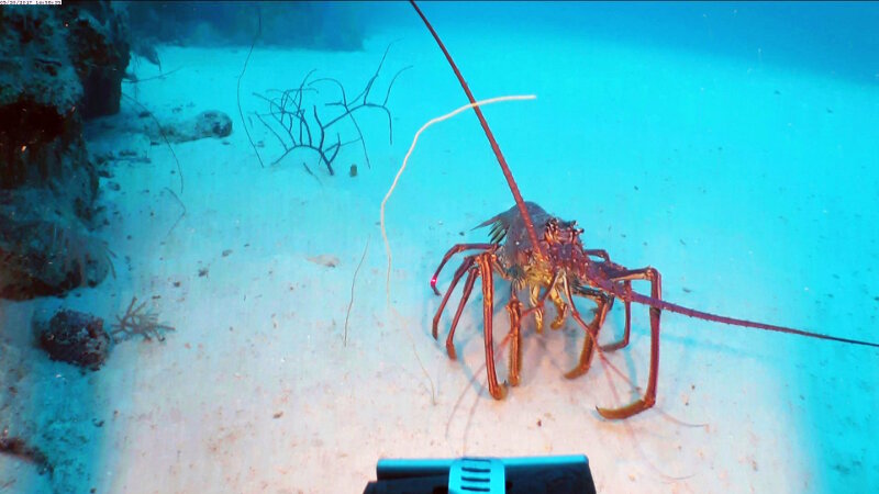 A spiny lobster (Panulirus argus) comes to inspect the ROV during a coral collection in the upper mesophotic zone on the top of the reef wall at 45 m depth.