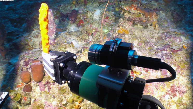 The ROV manipulator grips a Dragmacidon sp. sponge sample for taxonomic identification, collected in the lower mesophotic zone (120 m depth).