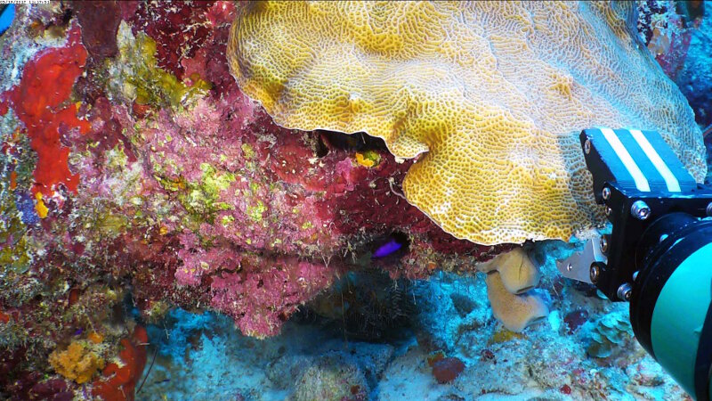 Tomando una mordedura de una colonia Agaricia agaricitas con las tenazas del manipulador ROV. Las tenazas ejercen casi 50 libras de fuerza y ​​pueden romper márgenes finos de colonias de coral.