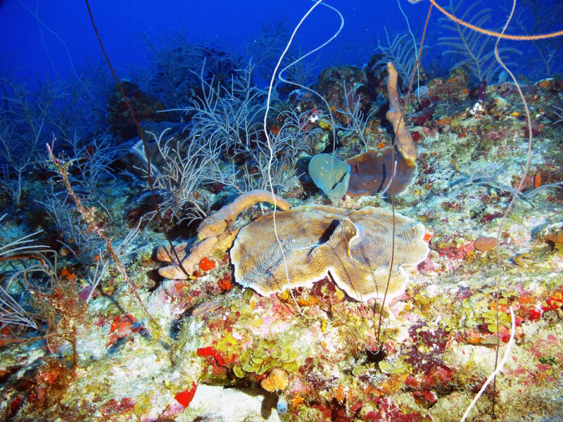Los escleractinos tales como Agaricia spp. conviven con gorgonias (corales blandos) y antipatarios (corales negros) a lo largo de la parte superior de la zona mesofótica superior a 50 metros de profundidad. Los arrecifes mesofóticos son entornos verdaderamente únicos donde se pueden encontrar especies de profundidades profundas y superficiales.