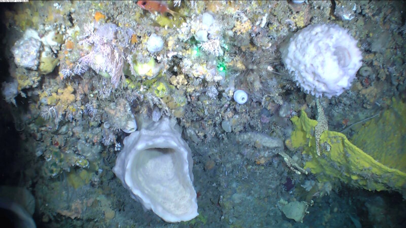 The sponge party starts in Cabo San Antonio, 30 m deeper than in previous locations: 2 specimens of Xestospongia and a Verongiida, a small sample of the feast