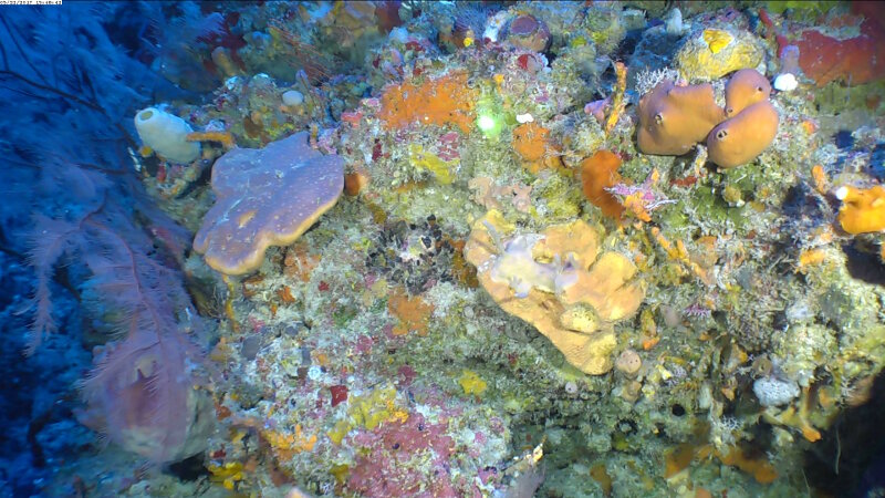 A sponge community in the deep mesophotic zone in Cabo San Antonio.