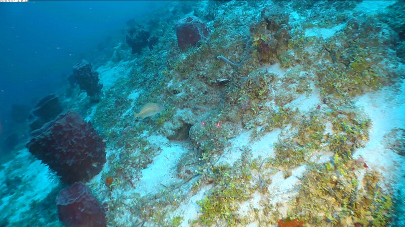 Between 60 and 40 meters, sponges, like totems, guard the reefs.