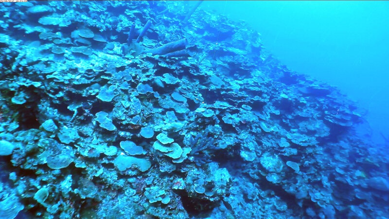 High density of plate corals in the upper mesophotic reef.