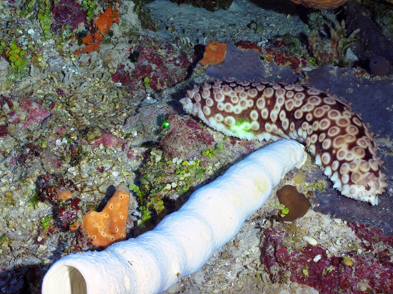 A white sponge (Aplysina sp.) and a polka dot sea cucumber.
