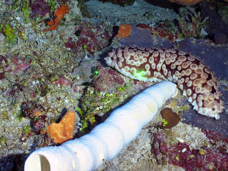 Una esponja blanca (Aplysina sp.) y un pepino punteado.