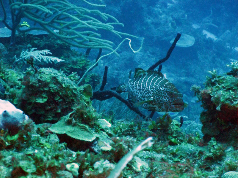El Mero Tigre (Mycteroperca tigris) es uno de varios meros que hemos visto en los arrecifes mesopóticos de Cuba