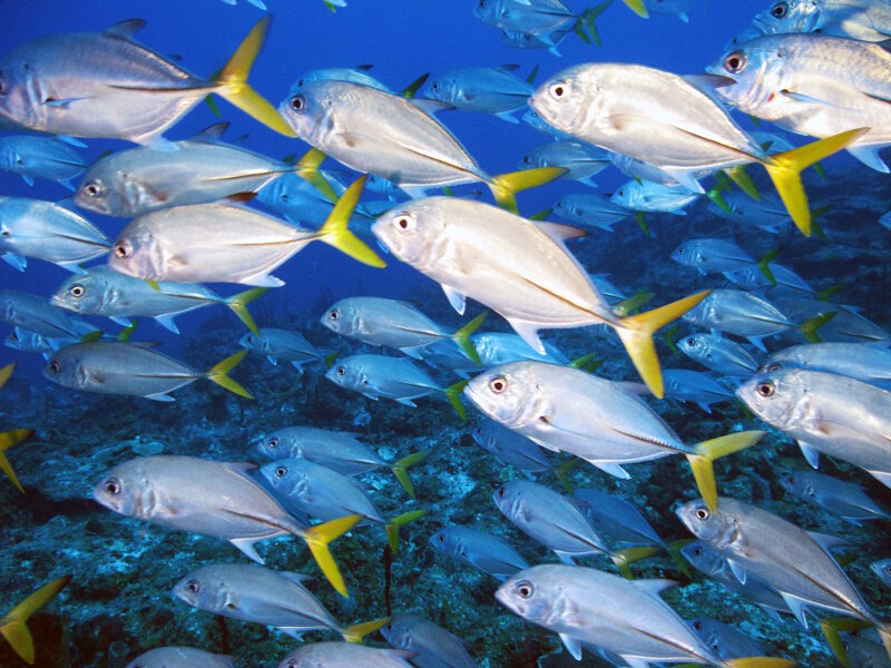 En nuestros transeptos ROV a lo largo de las paredes del arrecife superior, a menudo vimos grandes bancos de jureles, como el jurel ojón (Caranx latus).