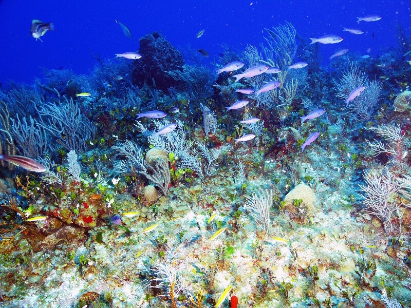 A sponge community in the deep mesophotic zone in Cabo San Antonio.