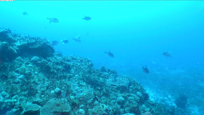 Perhaps the most impressive fish observation from the first leg of the expedition was a spawning aggregation of Ocean Triggerfish (Canthidermis sufflamen).