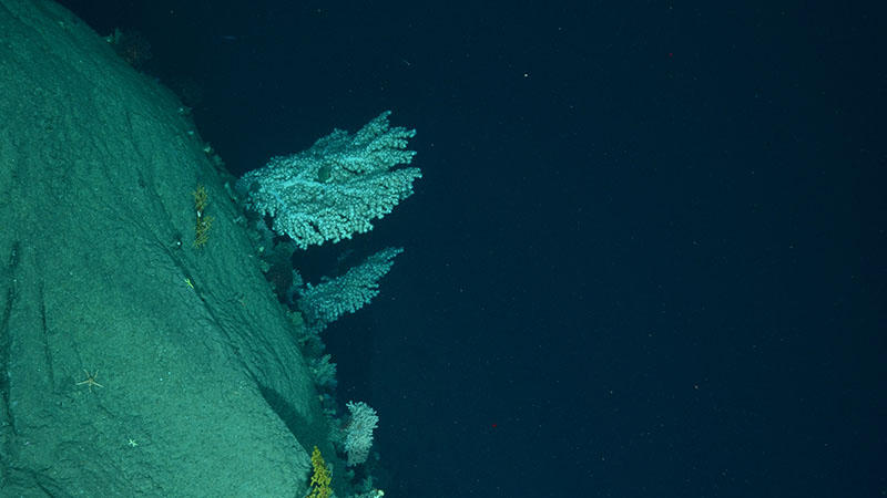 Expedition 4: Deep-sea Coral Survey Aboard the NOAA Ship Henry B. Bigelow