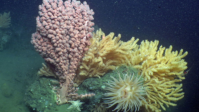 During the previous BOEM-USGS-NOAA Atlantic study, researchers explored coral habitats like this one, where a red bubblegum coral (Paragorgia) and several colonies of Primnoa occupy a boulder in close proximity to an anemone and sea star, at ~440 meters in Norfolk Canyon.