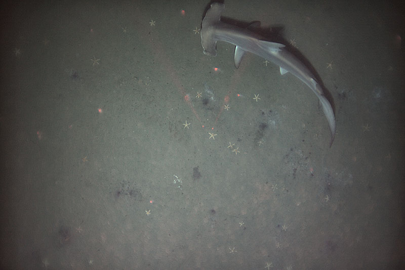 On a dive at the Pea Island B site, AUV Sentry captured this amazing shot of a scalloped hammerhead shark swimming along the seafloor 295 meters below the surface.