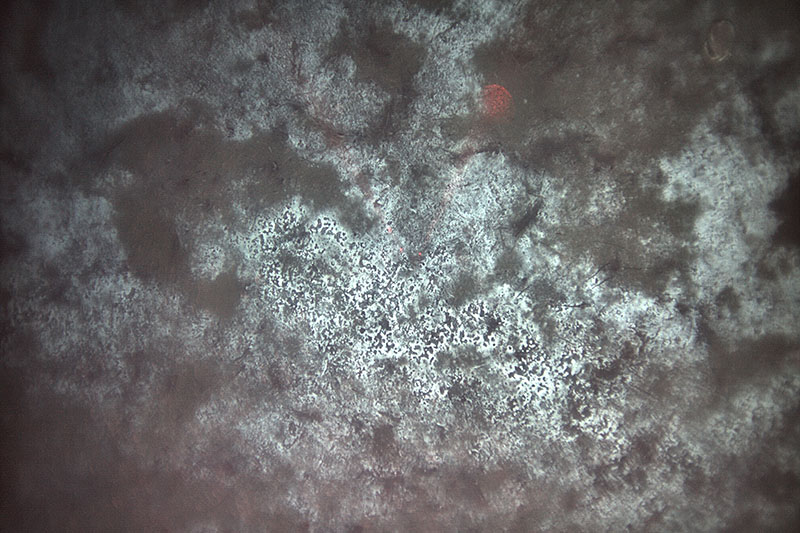 Autonomous underwater vehicle (AUV) Sentry captured this image of an extensive bacterial mat (white areas) at the Pea Island B site. The bacteria thrive off of gases that seep up through the seafloor.