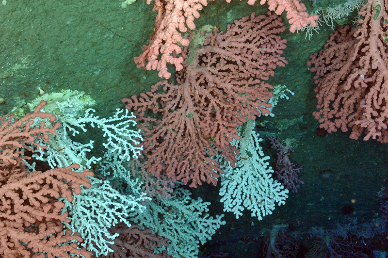 Large colonies of bubblegum corals were observed on the walls of Corsair Canyon.