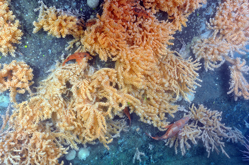 Surveys in Jordan Basin, northern Gulf of Maine, revealed high densities of the red tree coral.