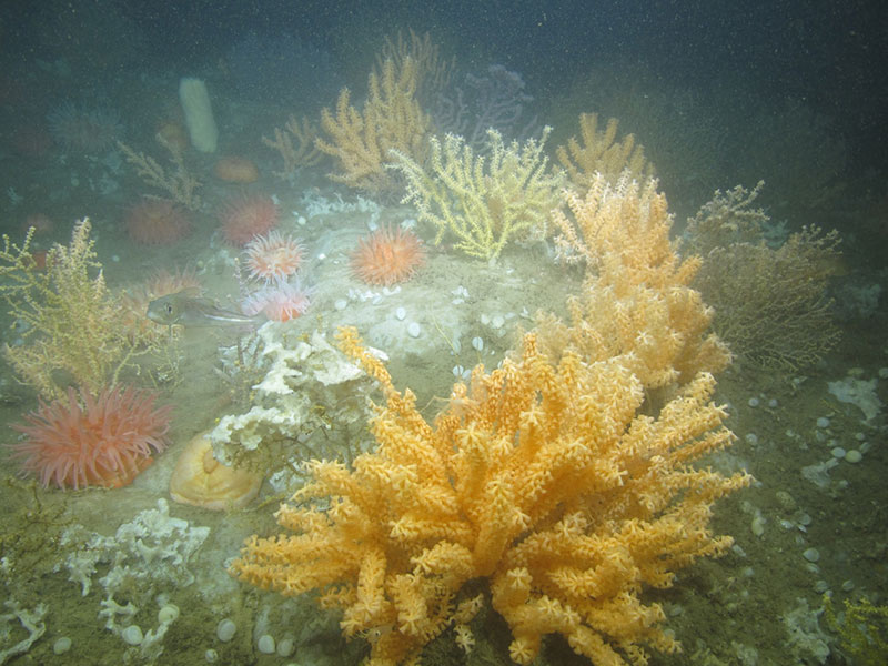 An example of deep-sea coral garden habitat in Western Jordan Basin, Gulf of Maine. This area would be protected under the current New England Fisheries Management Council proposal.