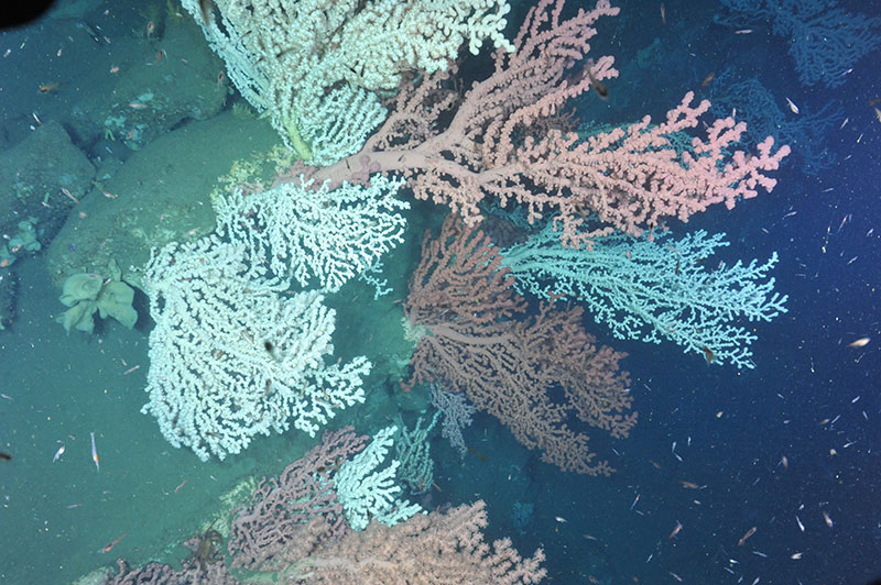 U.S. and Canadian scientists return for a second collaborative cruise in search of deep-sea coral habitats like this one observed in Heezen Canyon.