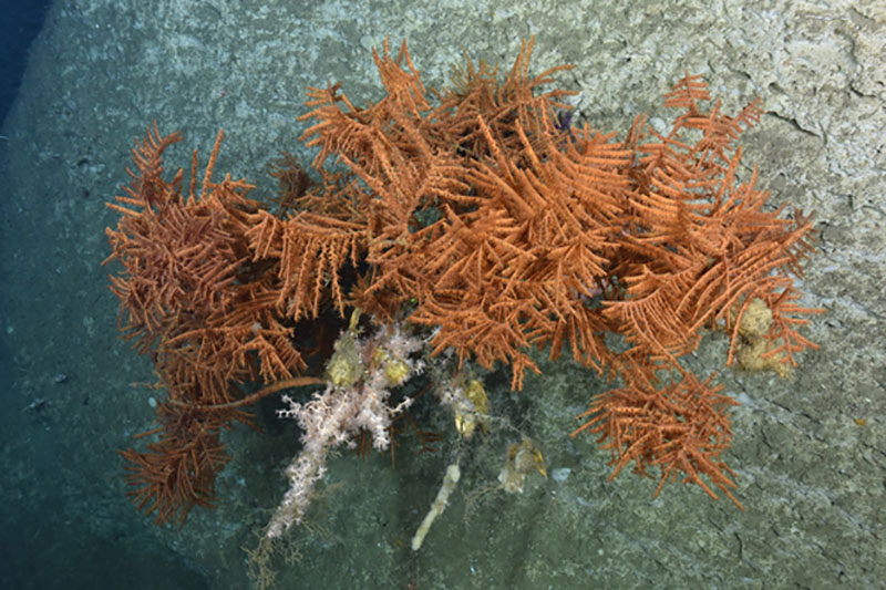 Unidentified black coral and white Anthothela (?) on a vertical wall in an unnamed “minor” canyon between Munson and Nygren Canyons.