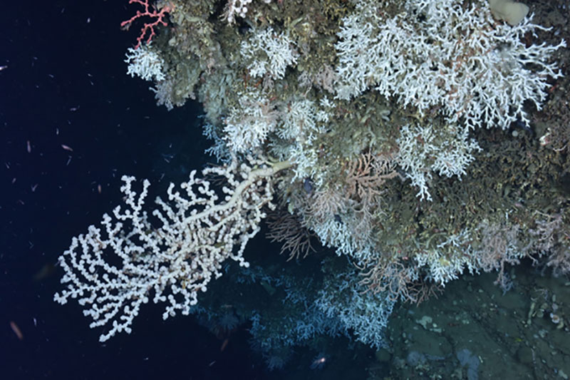 A variety of deep-sea corals found on a ledge in an unnamed canyon between Heezen and Nygren Canyons, including the stony coral Lophelia pertusa, a large white gorgonian Paragorgia (bubblegum coral) and a small red Paragorgia (upper left), and the gorgonian Primnoa (orange, center).