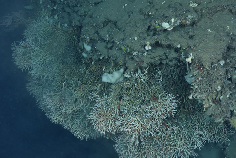 Several colonies of the stony coral Lophelia pertusa on a ledge in an unnamed canyon between Heezen and Nygren Canyons.