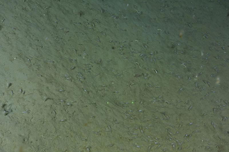 Dense aggregation of sea pigs (Scotoplanes), a type of echinoderm known as a holothurian, in Georges Canyon (Dive 1).