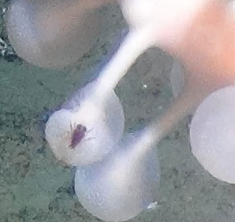 Close-up of one of the trapping spheres of Chondrocladia grandis. Inside is a prey animal attached to the sphere.