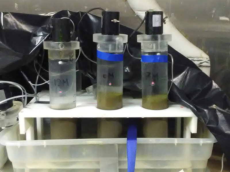 Incubation of mud core samples post-dive in order to study feeding rates of benthic organisms.