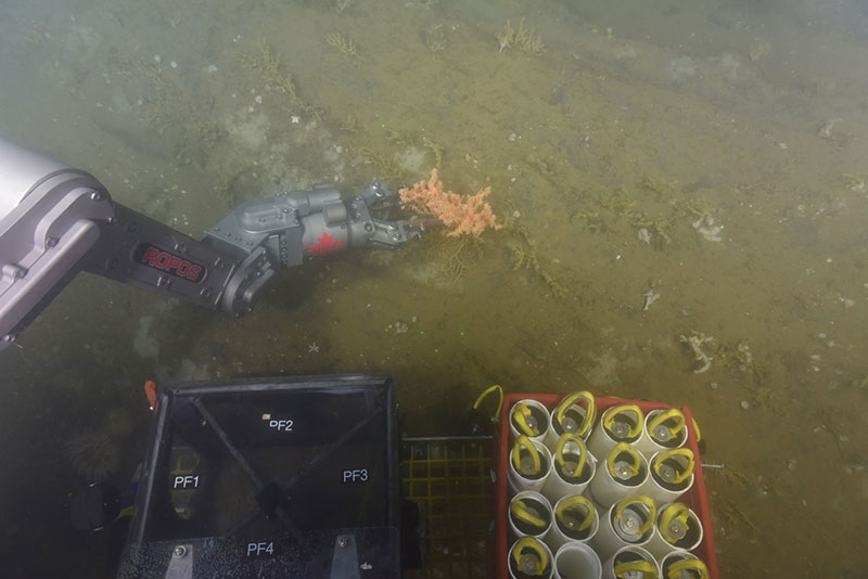 The ROPOS arm collecting a small piece of Primnoa coral in Western Jordan Basin. It will be stored in one of the “quivers” on the right until the ROPOS returns to the surface. Note the yellow Paramurica on the outcrop as well. 