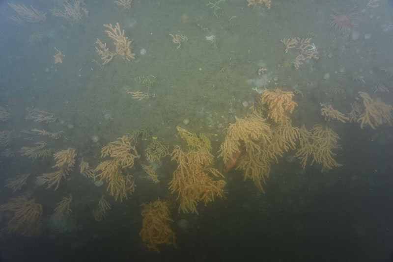 Primnoa hanging from a large outcrop in Western Jordan Basin. Note redfish sitting among the coral, middle-right in image.