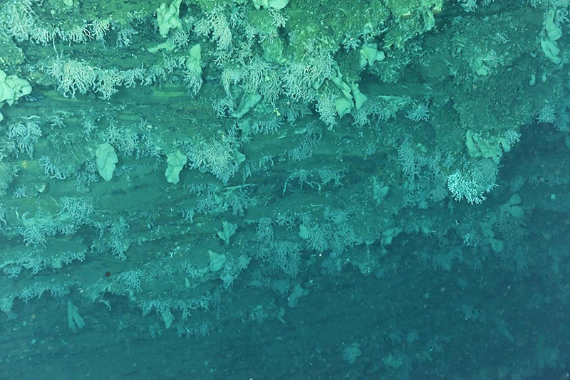 Corals (mostly Anthothela) and sponges cover the wall of the unnamed minor canyon between Nygren and Heezen canyons.