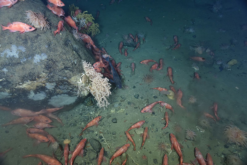 Red fish congregate around a large boulder colonized by the corals Anthothela (pink) and Paramuricea (yellow) as well as some anemones in Georges Canyon (Canada).