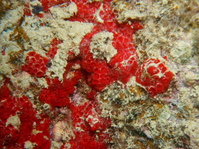 Crella Spinulata is an invasive sponge (Porifera) that the team will be surveying for on sunken aircraft sites at Midway Atoll.