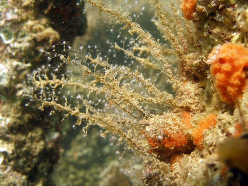 Pennaria disticha is an invasive hydroid that the team will be surveying for on sunken aircraft sites at Midway Atoll.