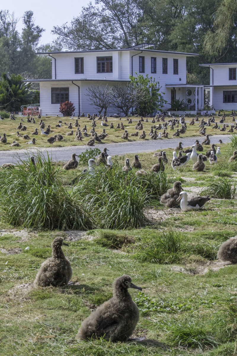 Old officers' homes at Midway Atoll and dozens of albatross finding their new homes on the lawn.