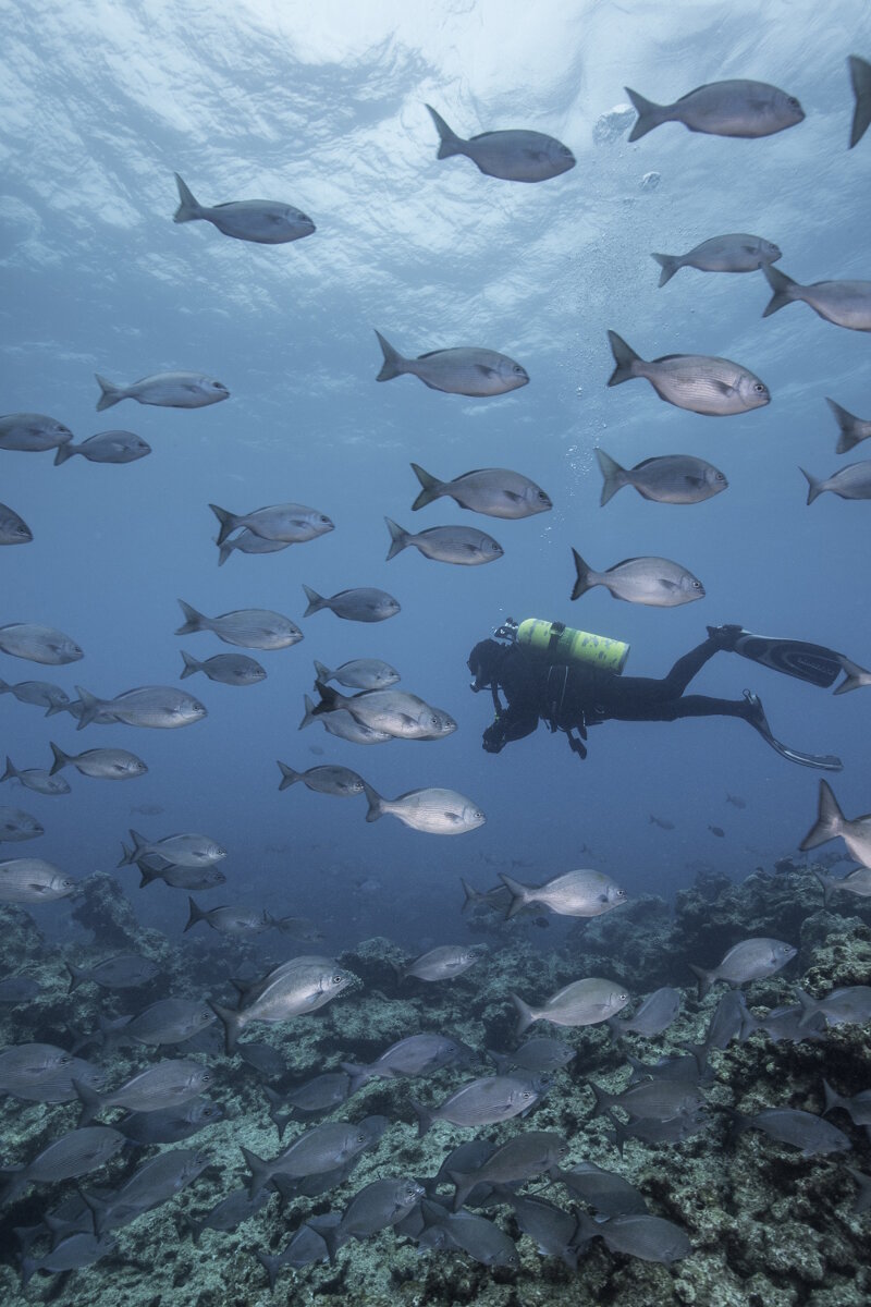 A diver surveys the reef in an area where magnetometer survey recorded anomalies.