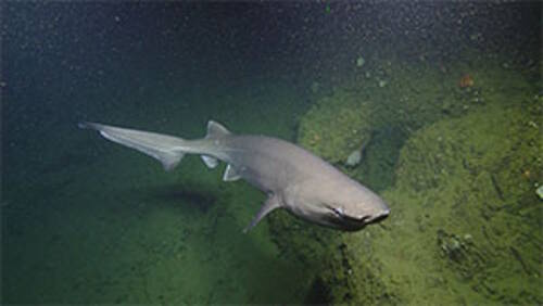 As its name suggests, this bluntnose sixgill shark has a characteristically blunt rounded snout and six gill slits on either side of its head, instead of the usual five seen in most shark species. One of many sharks seen while exploring submerged shorelines around the Channel Islands.