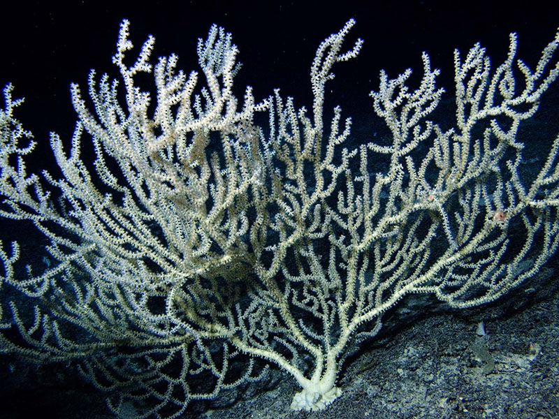 Photograph of a large colony of a deep-sea bamboo coral taken south of Florida. The coral colony was over one meter wide.